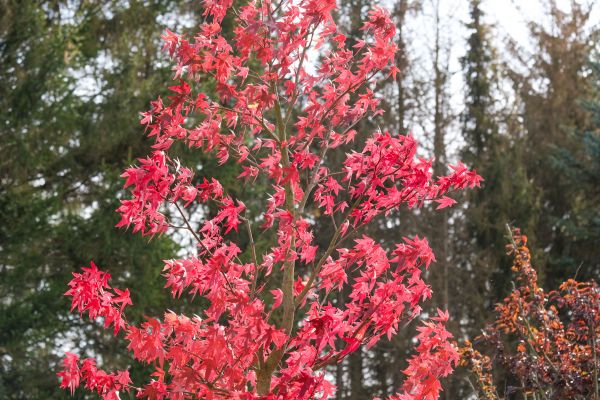 Japanese Maple Planting in Pasadena