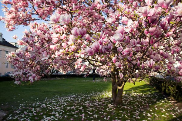 Magnolia Tree Planting in Pasadena