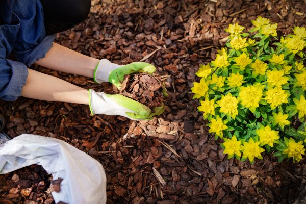 Pine Bark Delivery in Pasadena