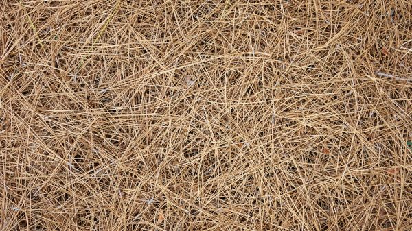 Pine Needles Delivery in Pasadena