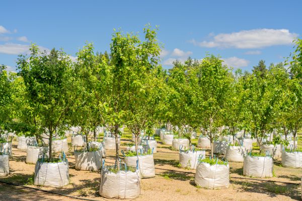 Tree Planting Service in Pasadena