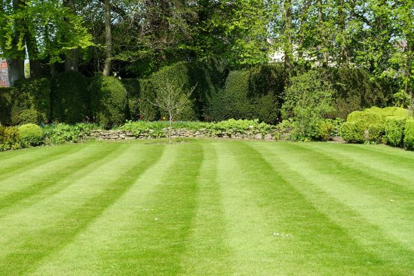 Lawn Renovation in Pasadena
