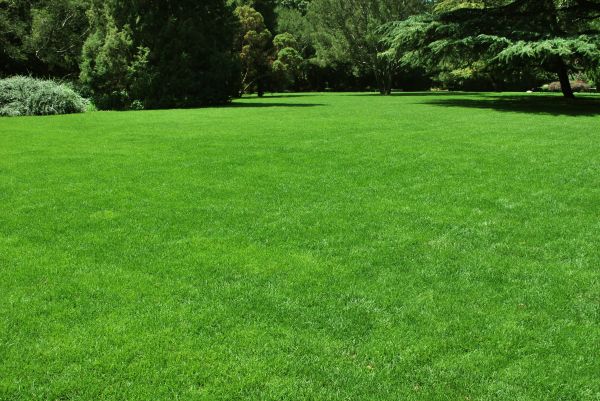 Lawn Landscaping in Pasadena