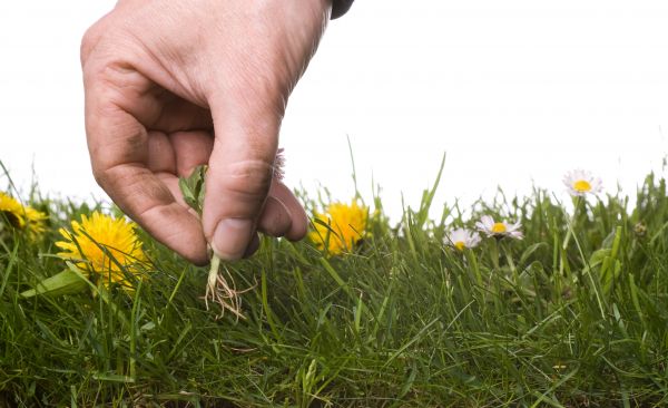 Lawn Weeding in Pasadena