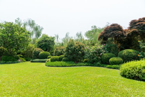 Tree Landscaping in Pasadena