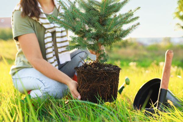 Spruce Tree Planting in Pasadena