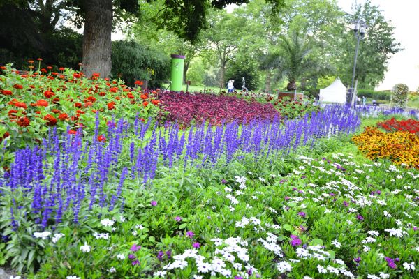 Perennials Planting in Pasadena