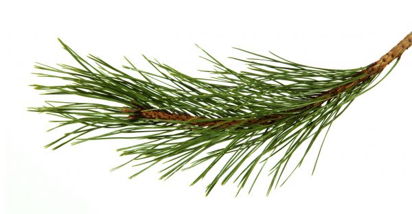 Pine Needles Installation in Pasadena