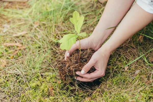Oak Tree Planting in Pasadena