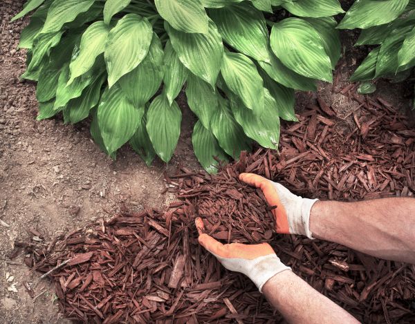 Bark Spreading in Pasadena