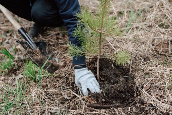 Pine Tree Planting in Pasadena