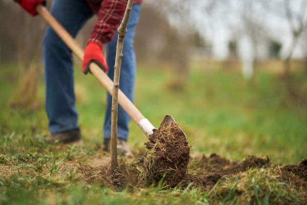 Trees Planting in Pasadena