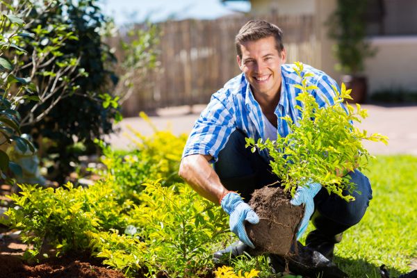 Shrub Landscaping in Pasadena