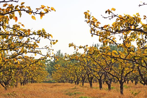 Pear Tree Planting in Pasadena