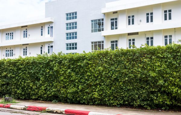 Privacy Landscaping in Pasadena