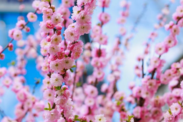Japanese Cherry Tree Planting in Pasadena