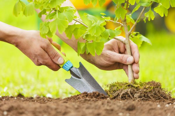 Fruit Tree Planting in Pasadena