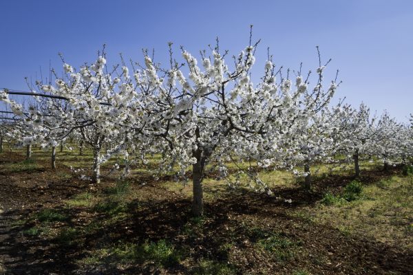 Orchard Planting in Pasadena