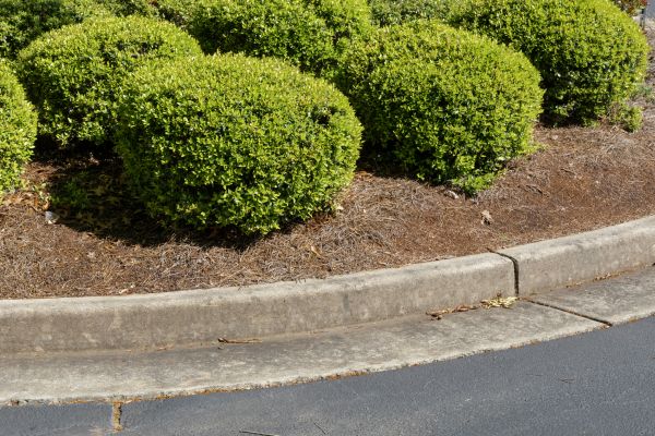 Pine Mulch Installation in Pasadena
