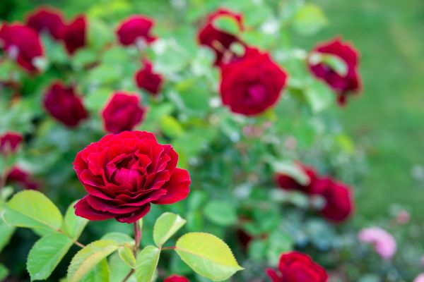 Rose Planting in Pasadena