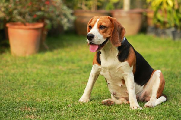 Dog Friendly Landscaping in Pasadena