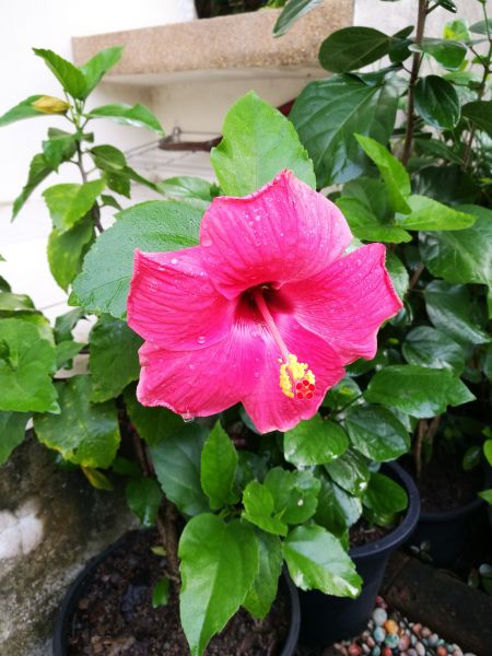 Hibiscus Planting in Pasadena