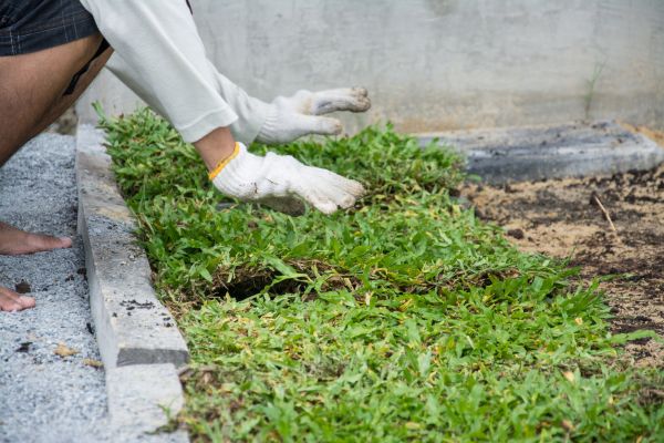 Ground Cover Planting in Pasadena