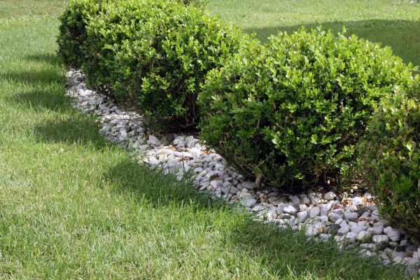 Boxwood Planting in Pasadena