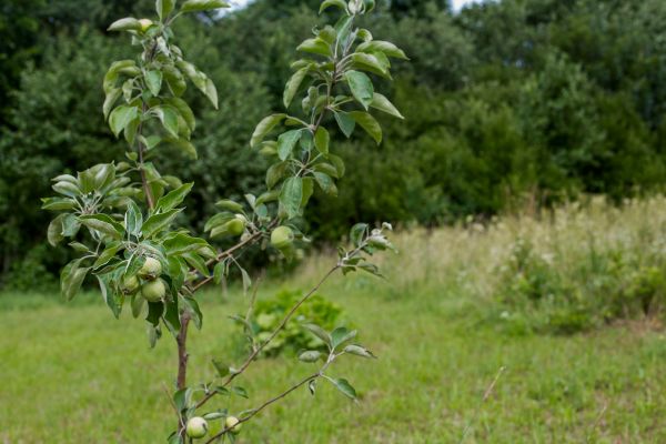 Apple Tree Planting in Pasadena