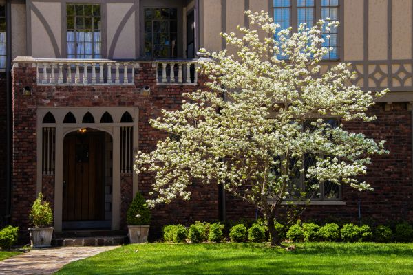 Dogwood Tree Planting in Pasadena