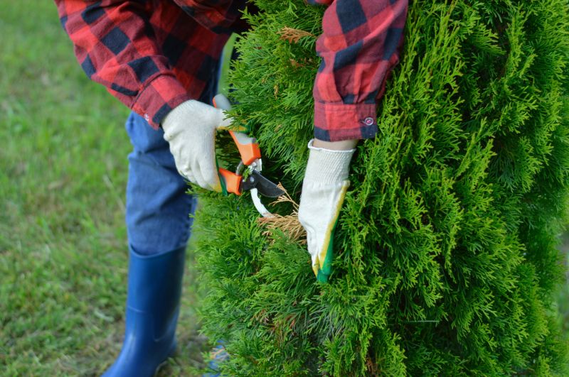 Arborist Pruning detail